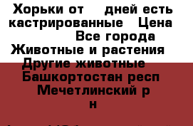   Хорьки от 35 дней есть кастрированные › Цена ­ 2 000 - Все города Животные и растения » Другие животные   . Башкортостан респ.,Мечетлинский р-н